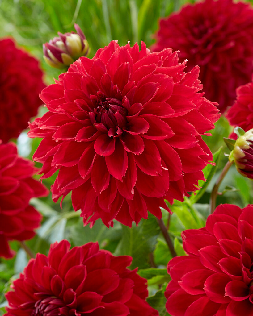 Dahlia Fubuki Red 1-pakning